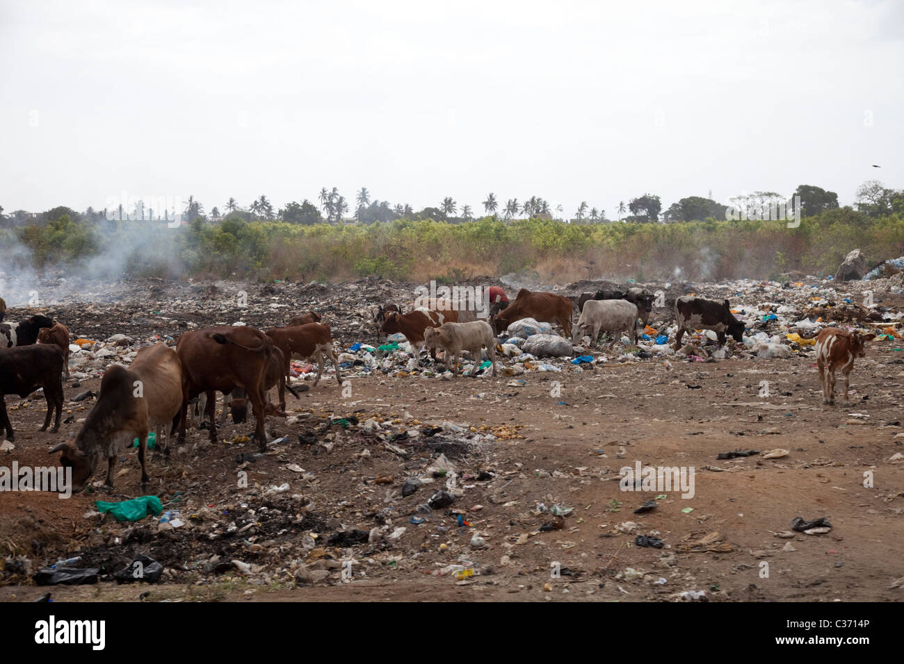 Rinderfütterung Müll Deponie Abfall Müll am Straßenrand Tipp Mtwapa Mombasa Kenia Stockfoto