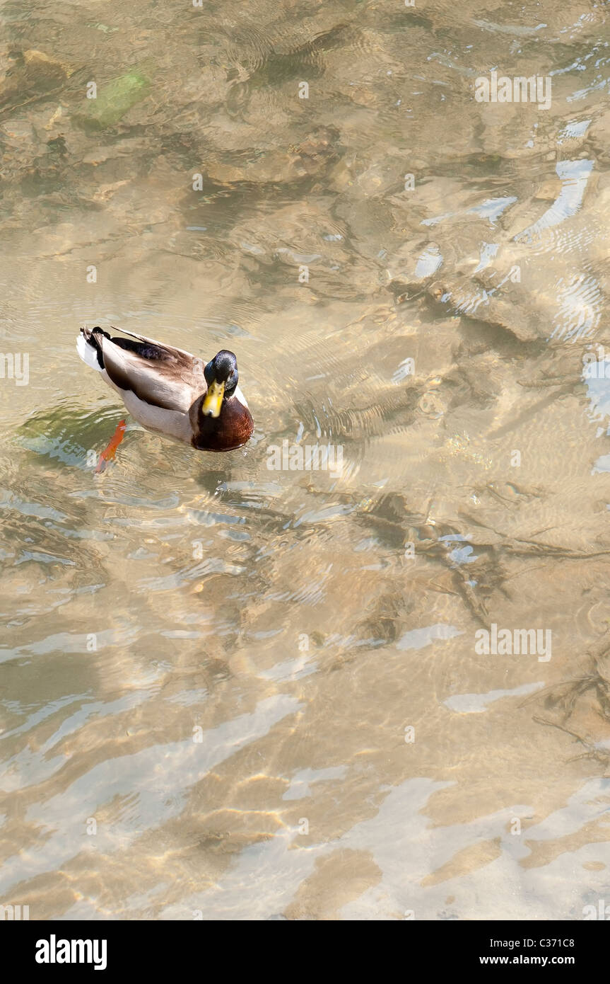 Ente auf dem Wasser Stockfoto