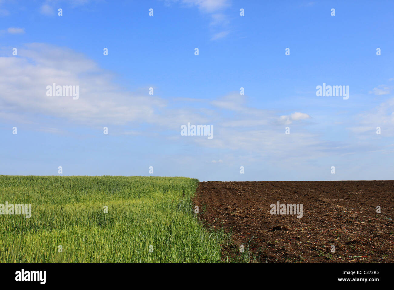 Rand des Weizenfeld im Frühjahr unter blauem Himmel Stockfoto
