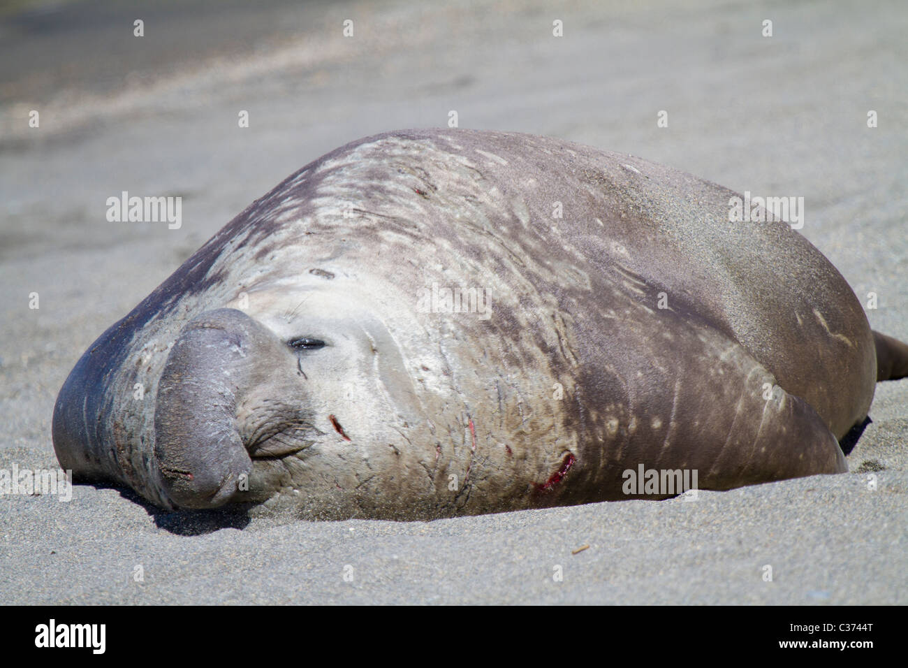 Ein See-Elefant kampferprobt Bull beruht auf dem Kiesstrand in Royal Bay, South Georgia Island Stockfoto