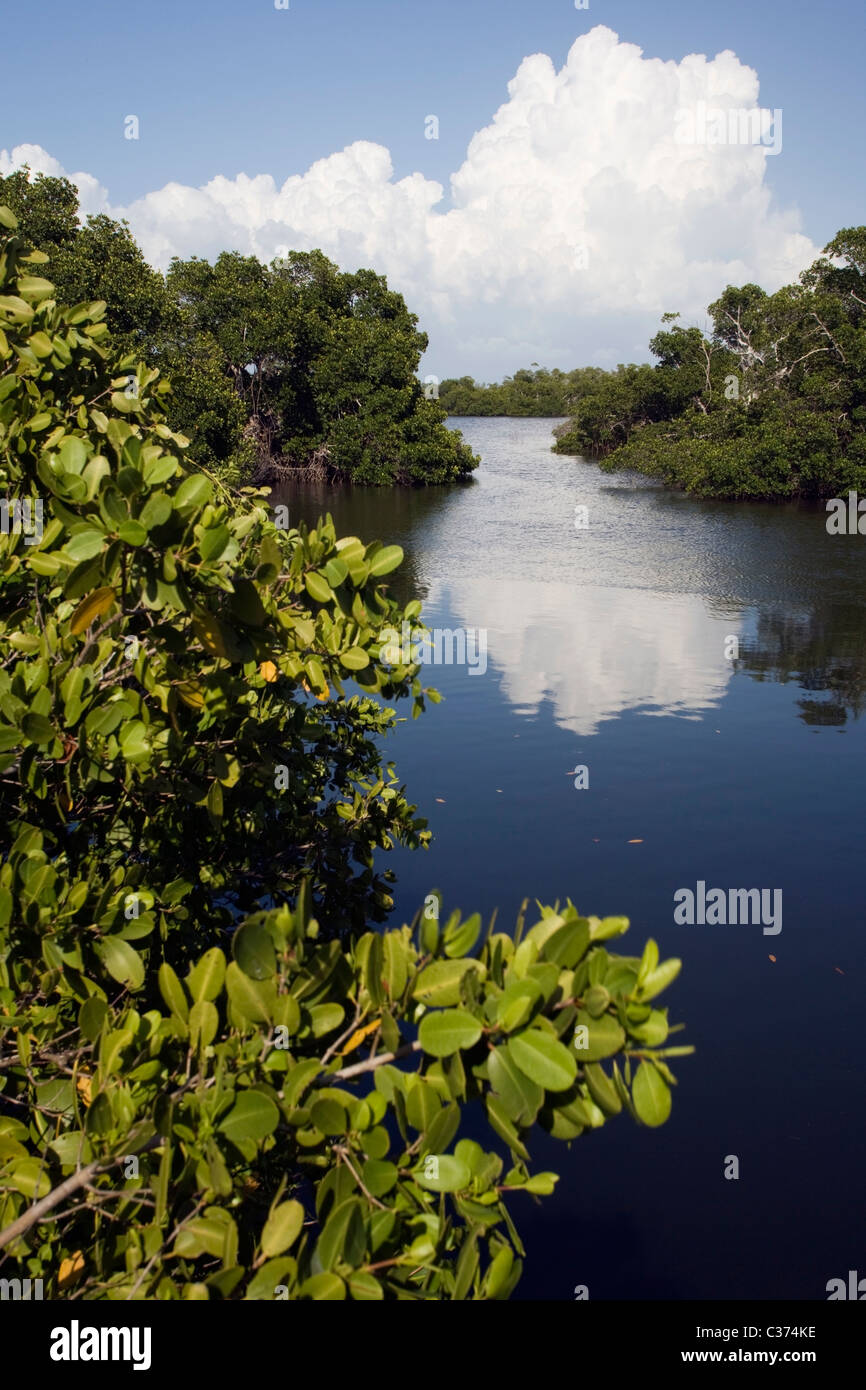 Mangroven Lebensraum - j.n. Ding Darling National Wildlife Refuge - Sanibel Island, Florida Stockfoto