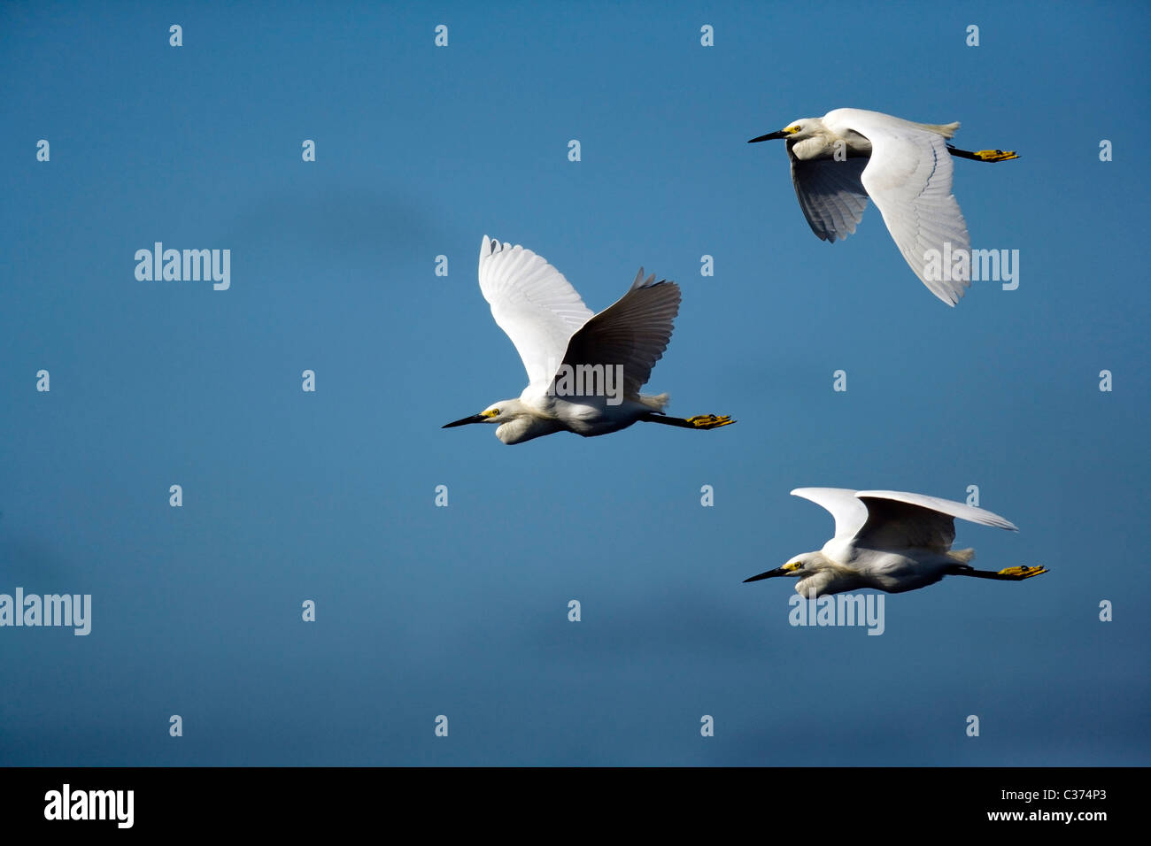 Snowy Reiher im Flug (3 Bild Digital Composite) - j.n. Ding Darling National Wildlife Refuge - Sanibel Island, Florida USA Stockfoto