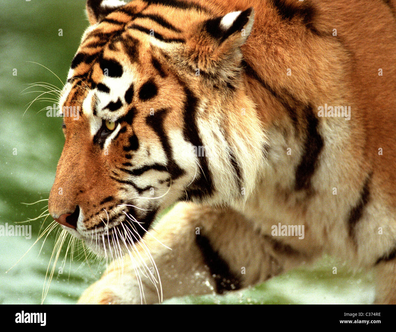 Der sibirische Tiger (Panthera Tigris Altaica), auch bekannt als der Amur, altaischen, koreanische, chinesische Nord oder Ussuri tiger Stockfoto