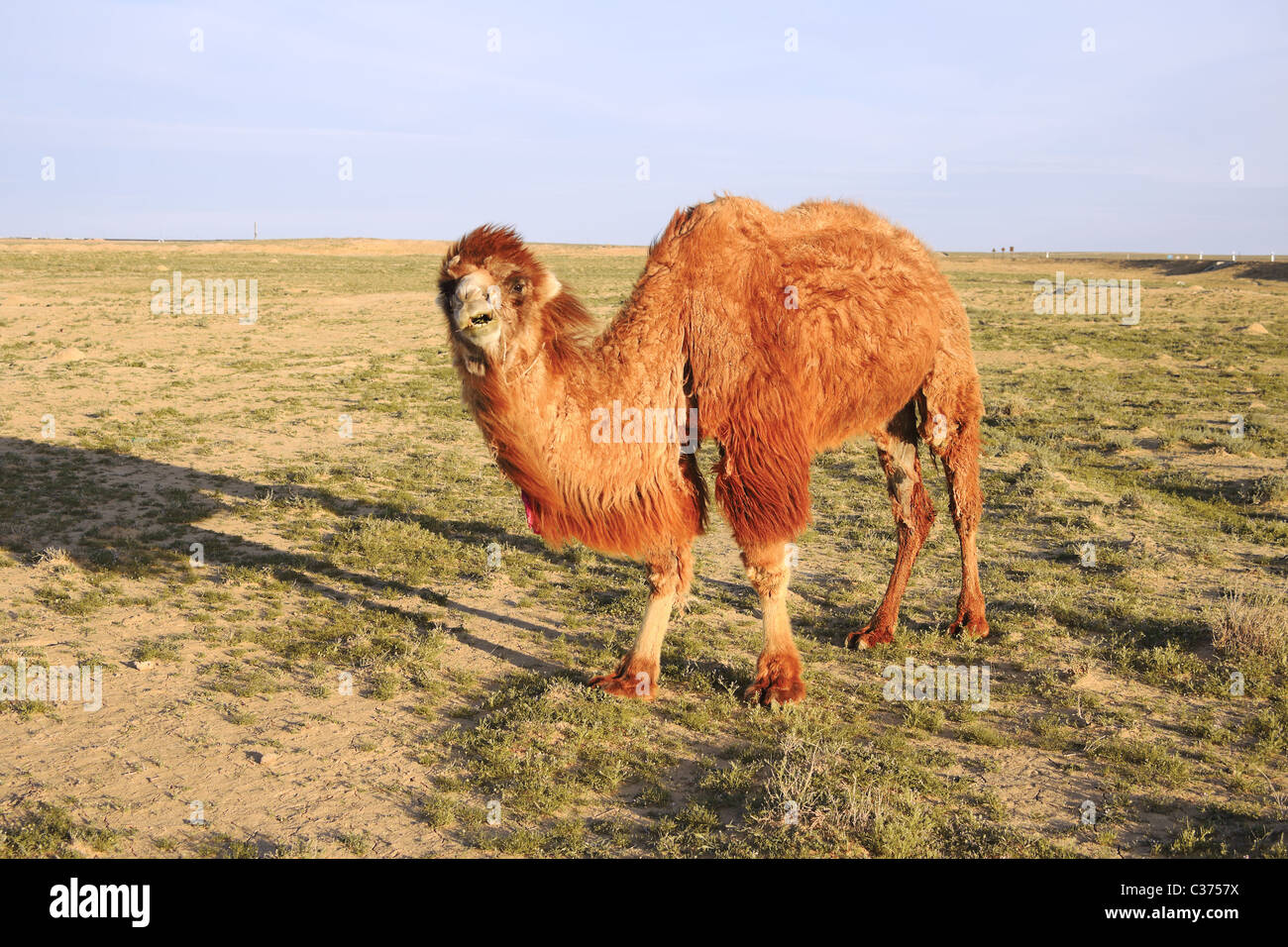 Das Kamel isst Grassteppe. Ende des Monats April, abends. Stockfoto