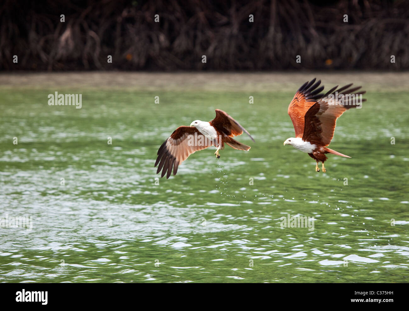Adler, Fütterung, Langkawi, Malaysia Stockfoto