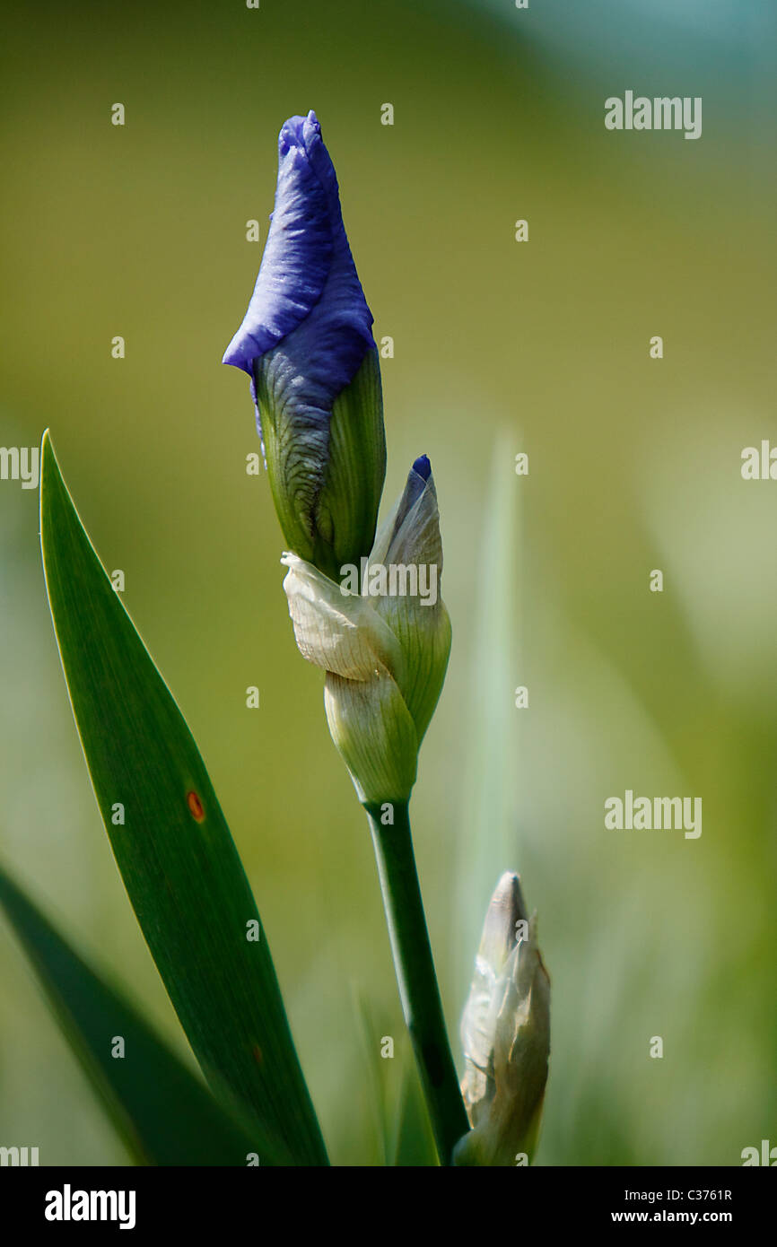 Blaue Iris Gardens Stockfoto