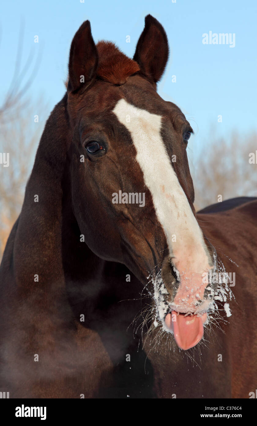 Lustiges Pferd Zunge Stockfoto