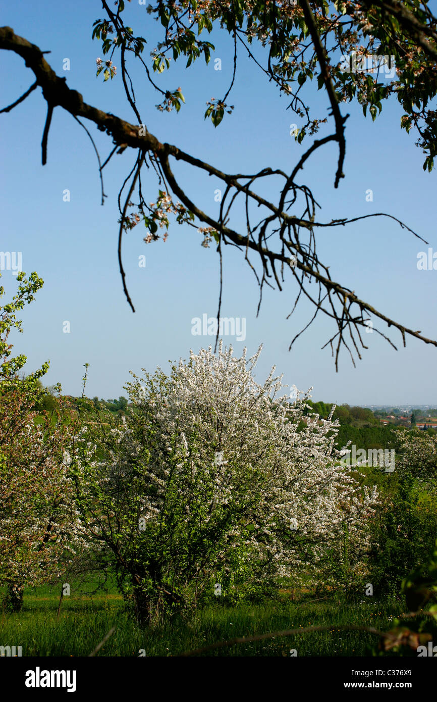 Italienische Landschaft des Piemont. Pino Torinese, Torino. Stockfoto