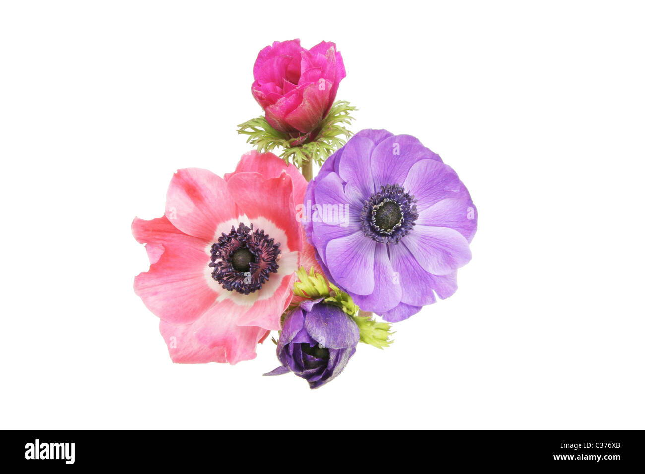 Gruppe von Anemone Blumen isoliert gegen weiß Stockfoto