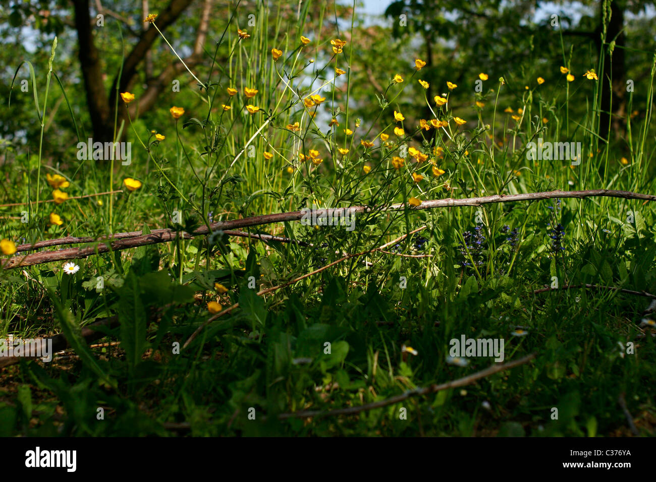 Blumen in der italienischen Landschaft. Pecetto Torinese, Piemont Stockfoto