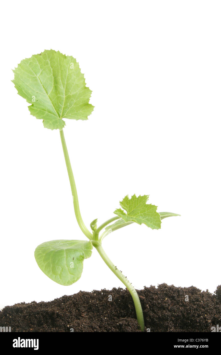 Junge Zucchini Pflanze wächst im Boden vor einem weißen Hintergrund Stockfoto