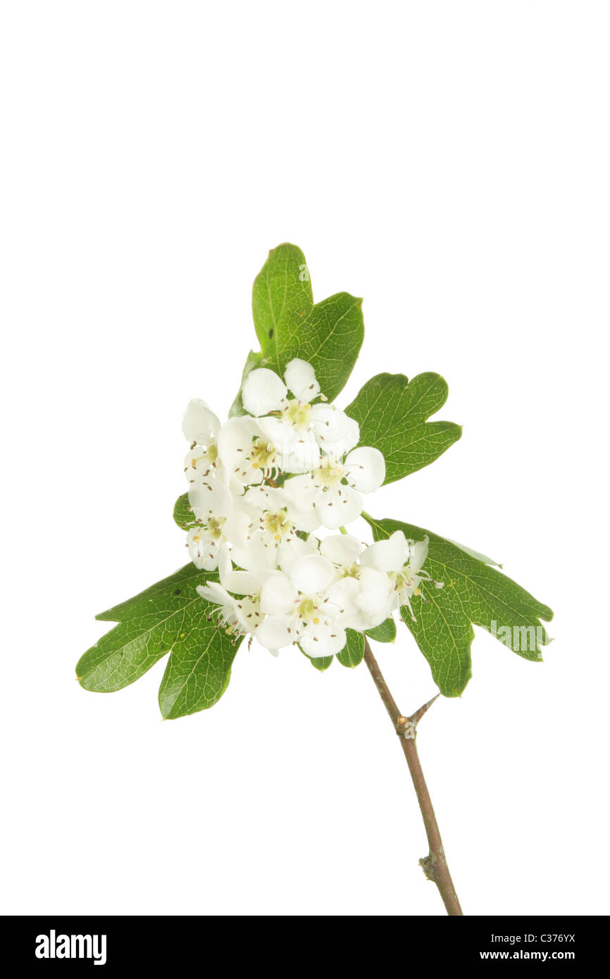 Weißdorn-Blüten und Blättern, auch bekannt als können isoliert gegen weiße Blüte, Stockfoto