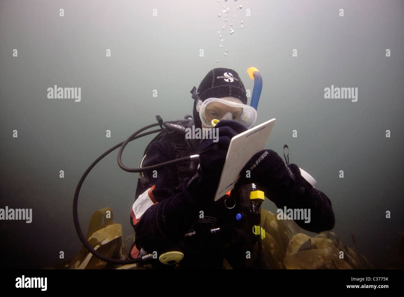 Ein weiblicher Taucher schreibt auf eine Unterwasser Schiefer in den Gewässern des Nordatlantiks in der Nähe der äußeren Hebriden in Schottland. Stockfoto