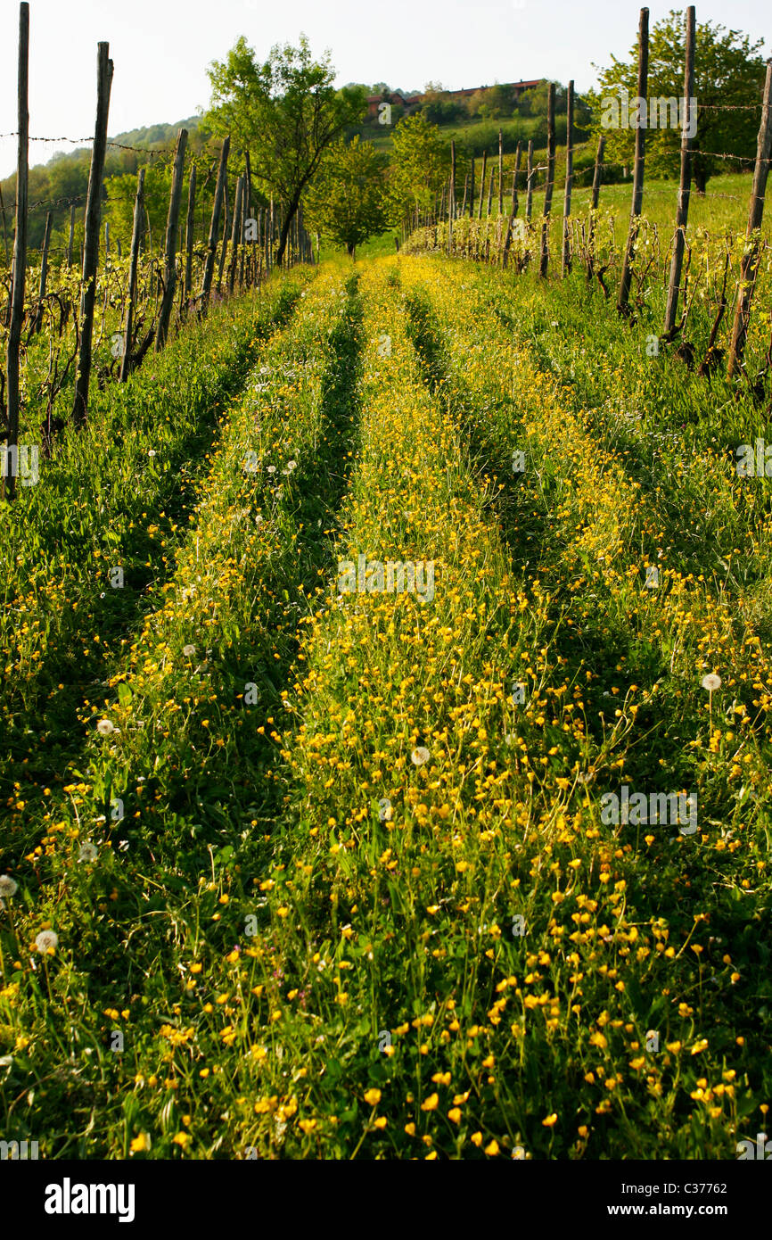 Weinberge in Italien im Frühjahr. Pecetto Torinese, Piemonte Stockfoto