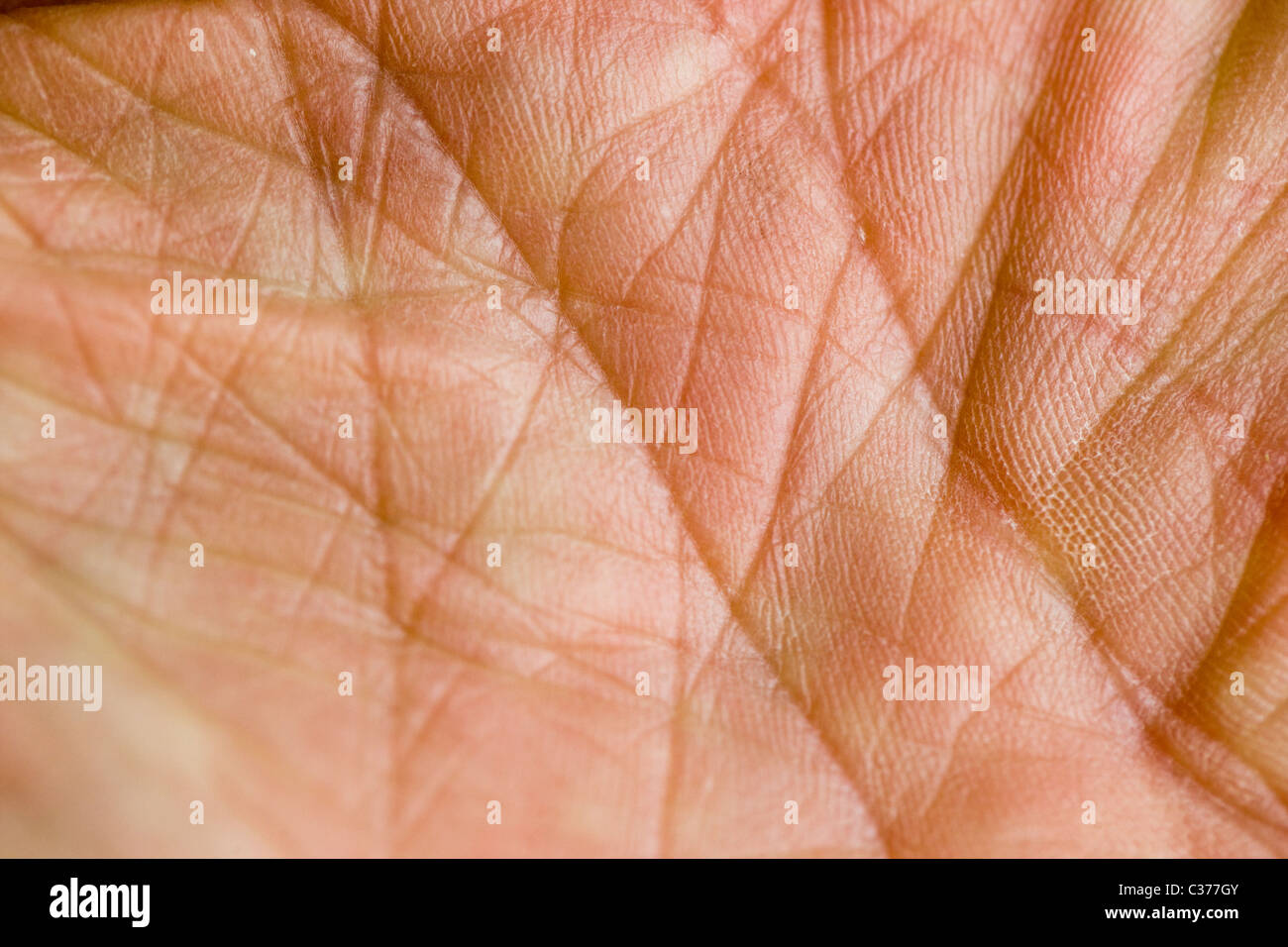 Nahaufnahme Makroaufnahme der Linien in der Handfläche der Hand eines Mannes Stockfoto