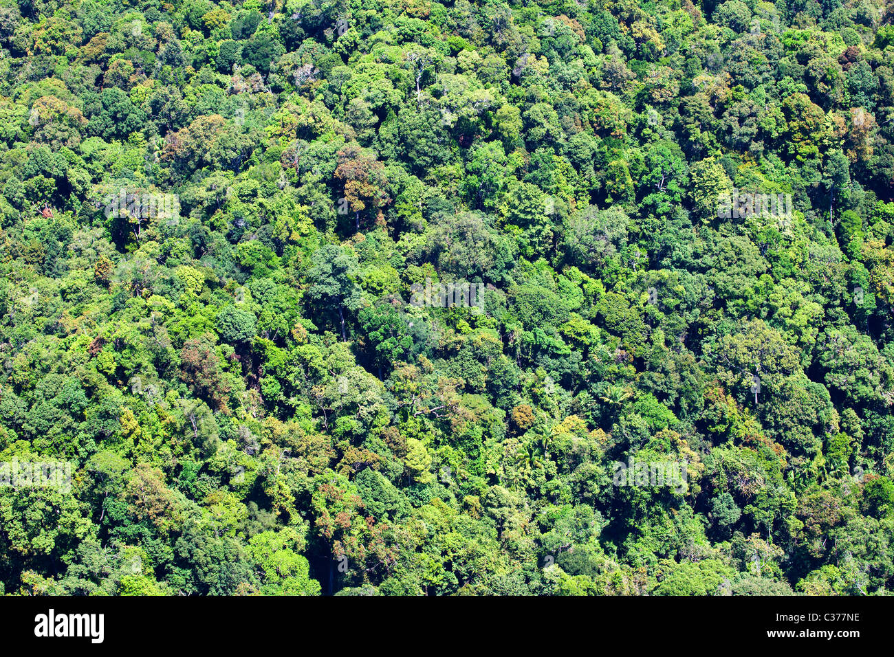 Tropischer Regenwald, Malaysia Stockfoto