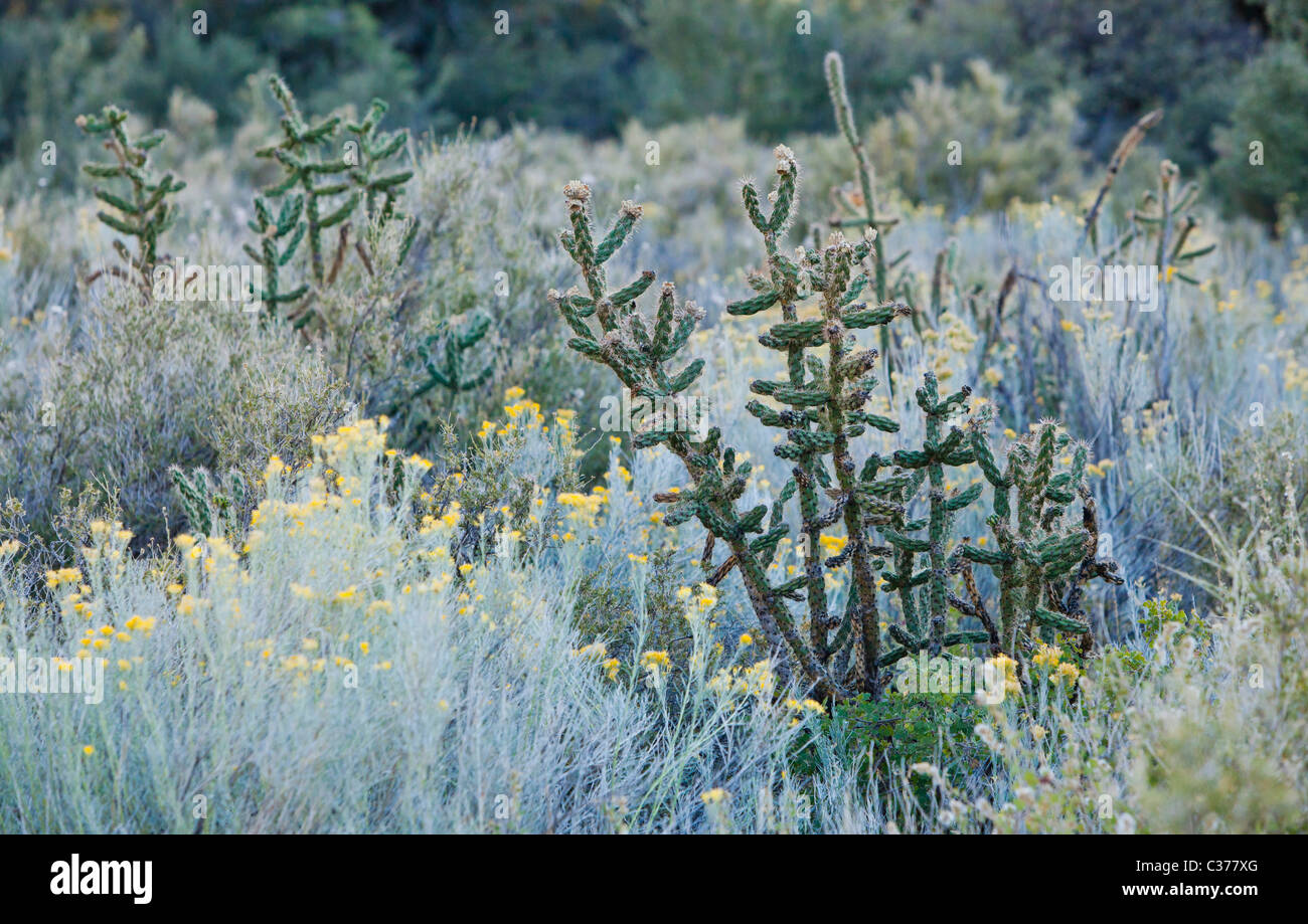 Cholla Kaktus und anderen Laub in die Wüste Ausläufer der Sandia Berge, New Mexico, USA. Stockfoto