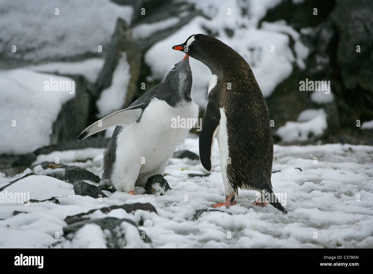 [Gentoo Penguin] [Pygoscelis Papua] Küken Hereinholen Krill Essen vom übergeordneten [Petermann Island] [antarktischen Halbinsel] Stockfoto