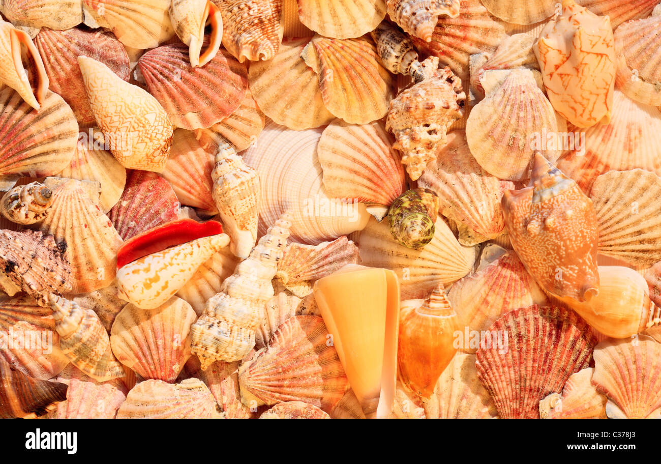 Eine Sammlung von Muscheln am Nachmittag Licht Stockfoto