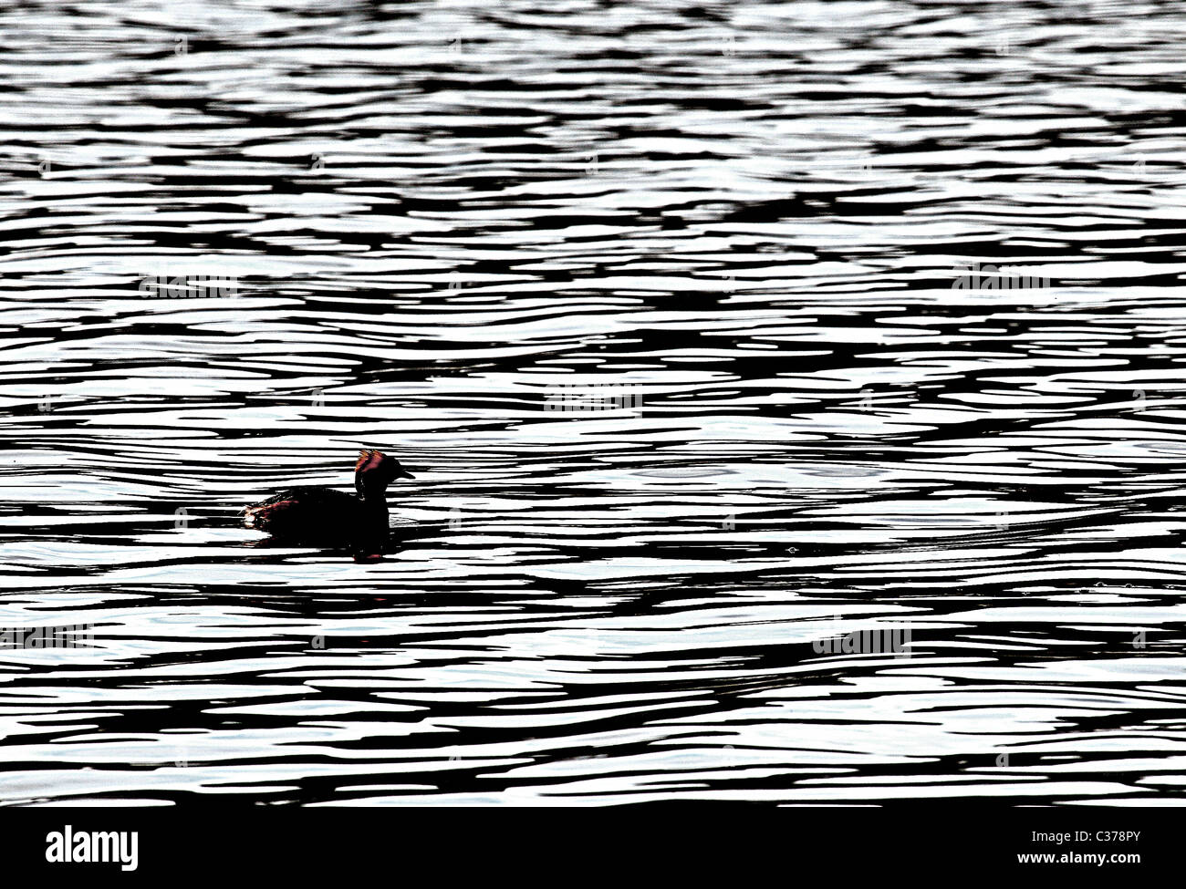 [Slawonischen Grebe] [Podiceps Auritus] auf dem Wasser des Loch Ruthven, Inverness-Shire, verbessert [Kontrast] Bild erzeugen Stockfoto
