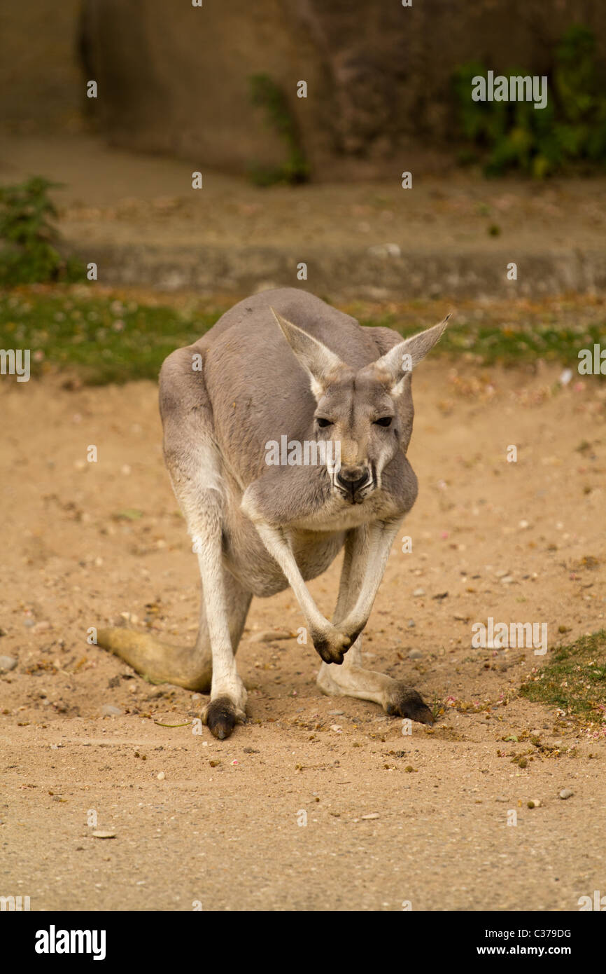 Känguru Stockfoto