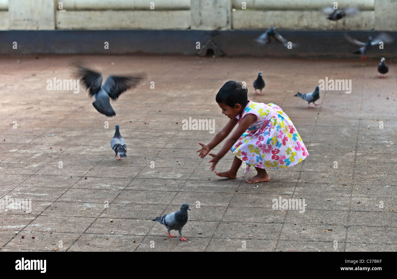 Mädchen versucht, Tauben Sri Lanka Asien zu fangen Stockfoto