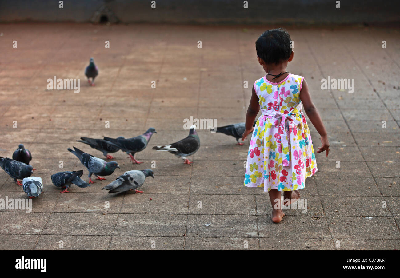 Mädchen versucht, Tauben Sri Lanka Asien zu fangen Stockfoto