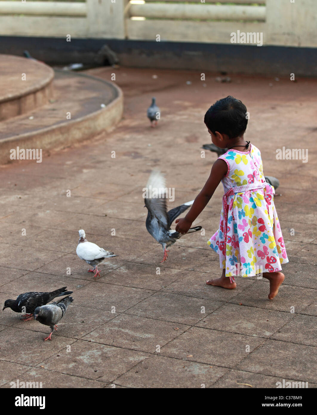 Mädchen versucht, Tauben Sri Lanka Asien zu fangen Stockfoto