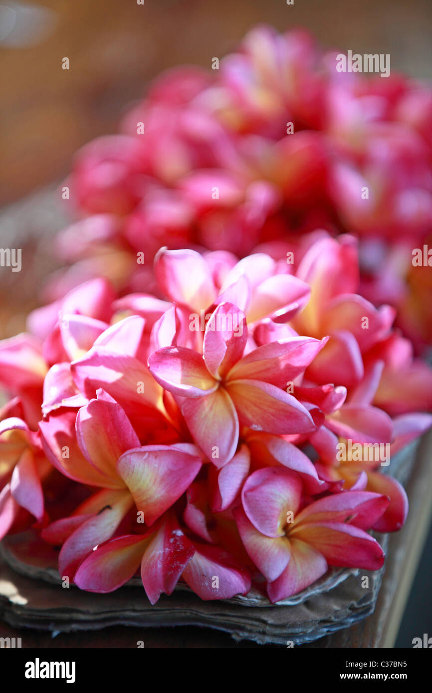 Schöne Blumen in Sri Lanka Asien Stockfoto