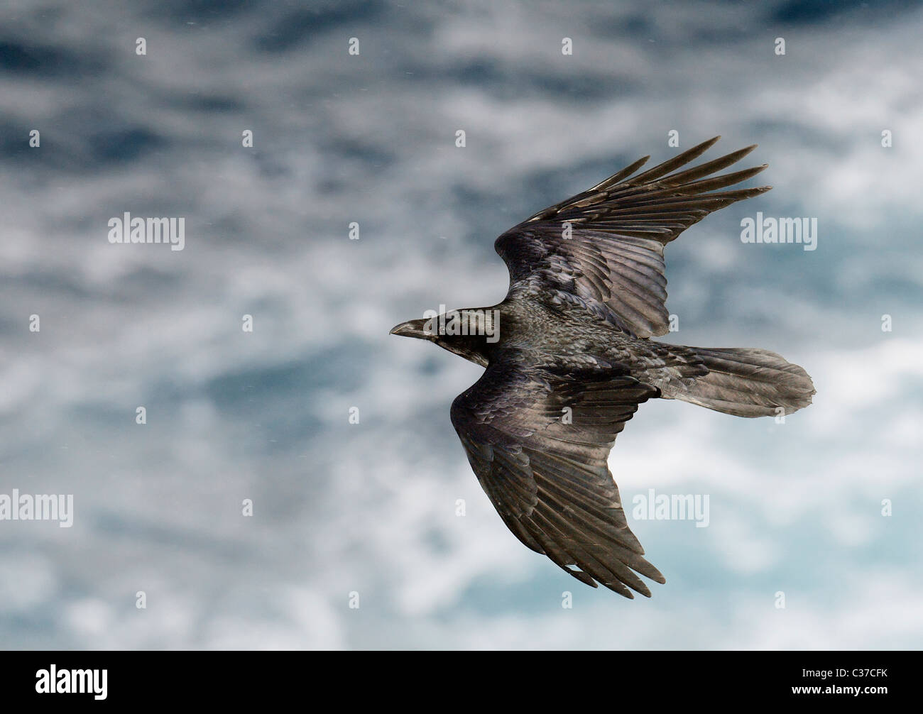 Kolkrabe (Corvus Corax), Erwachsene im Flug über dem Meer. Stockfoto
