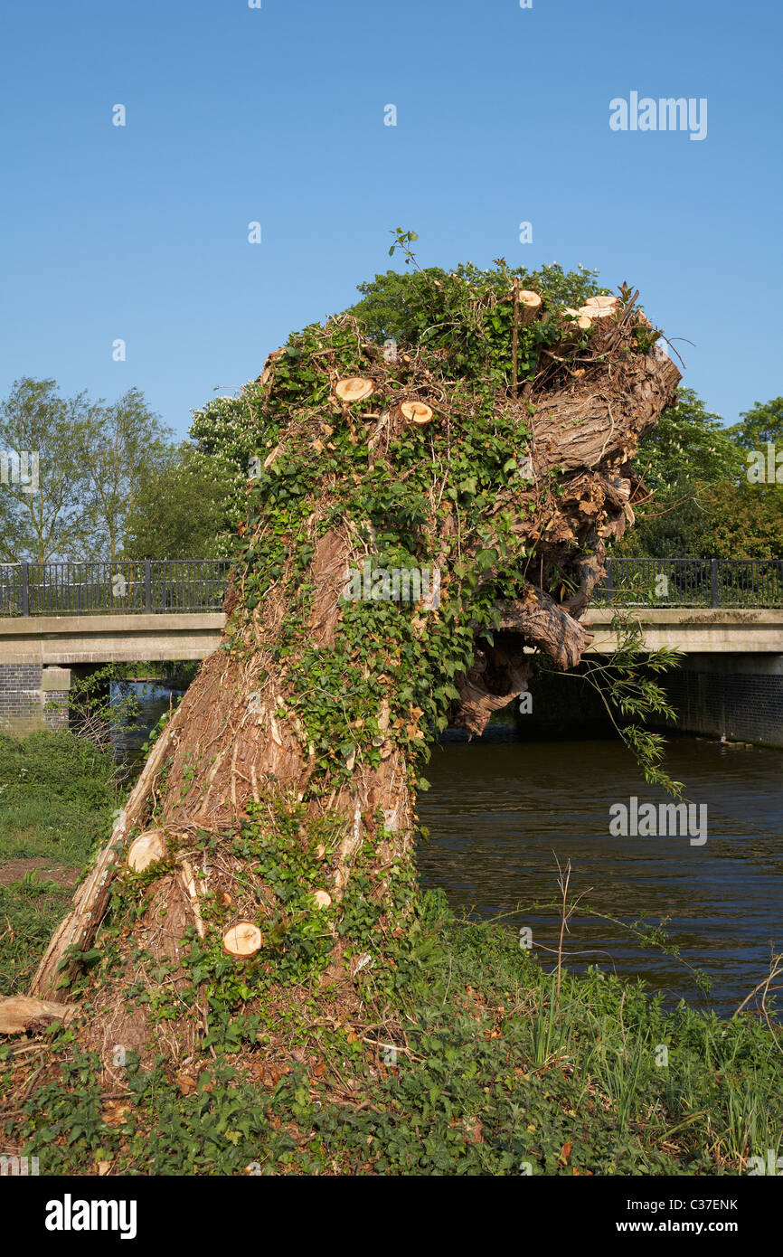 Dedham Fluss Stour Essex beschnitten Weide (Salix) Stockfoto