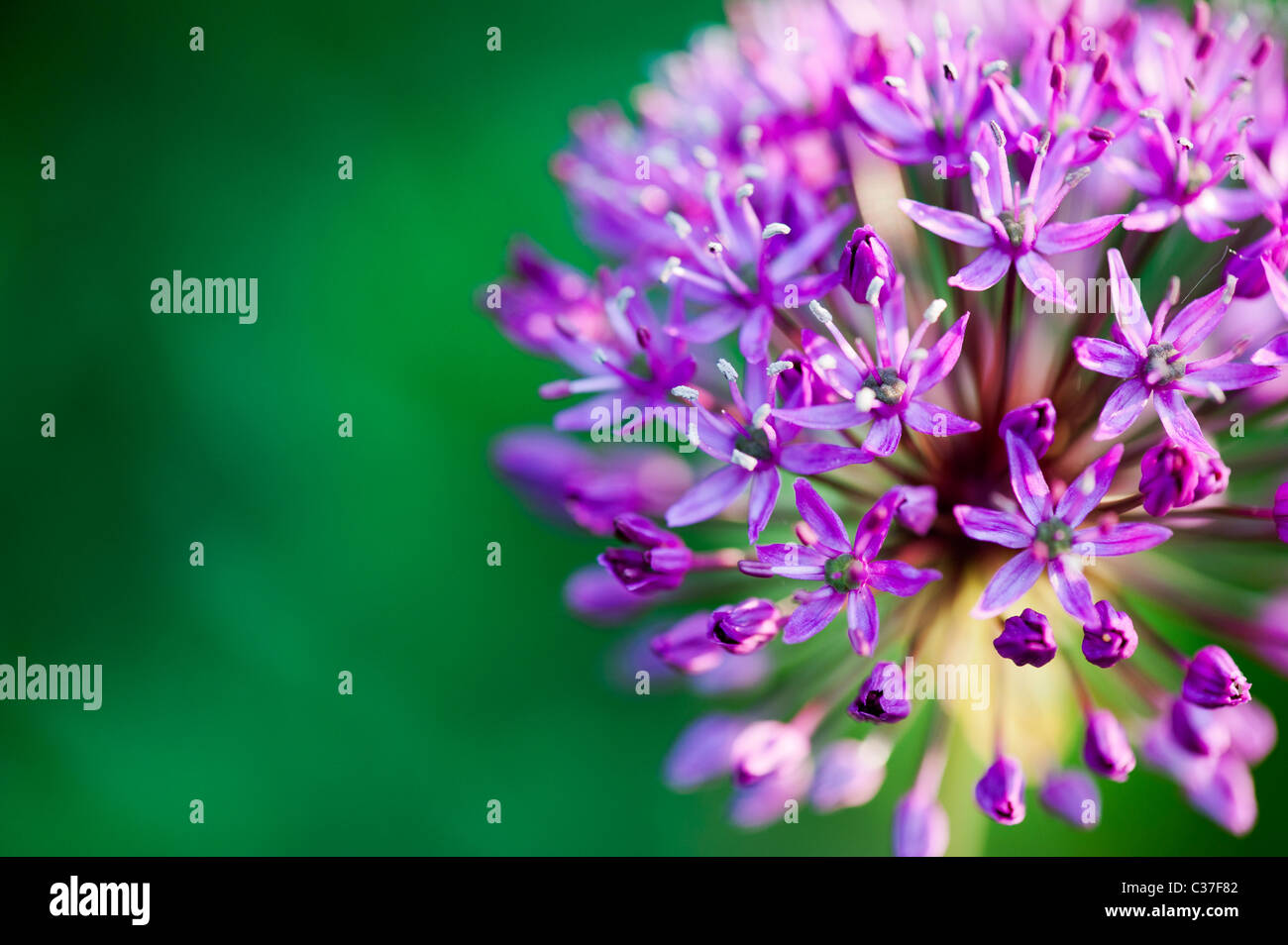 Allium Hollandicum Purple Sensation Blumen. Selektiven Fokus Stockfoto