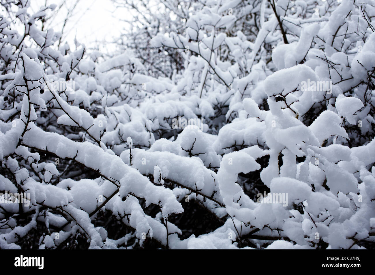Magischer Schnee Baum Stockfoto