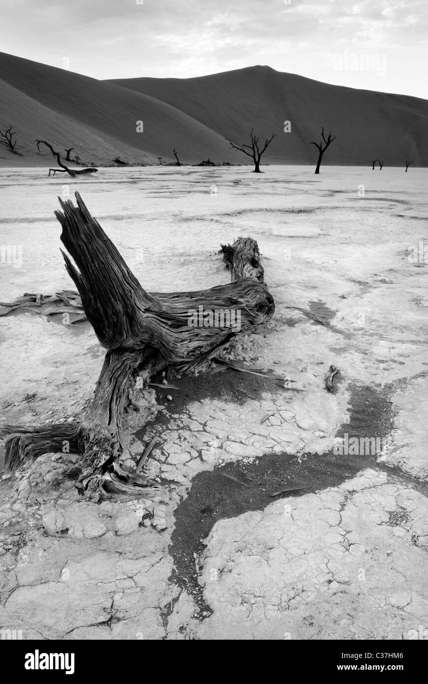 Reste der Kameldornbäume in Dead Vlei, Namibia, Afrika Stockfoto