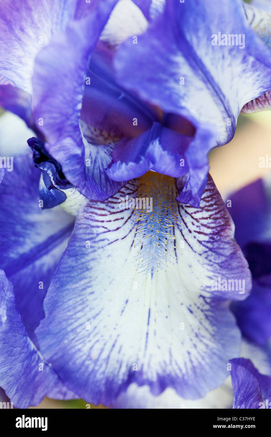 Mittleren Bartiris "artic Phantasie" Blume Stockfoto