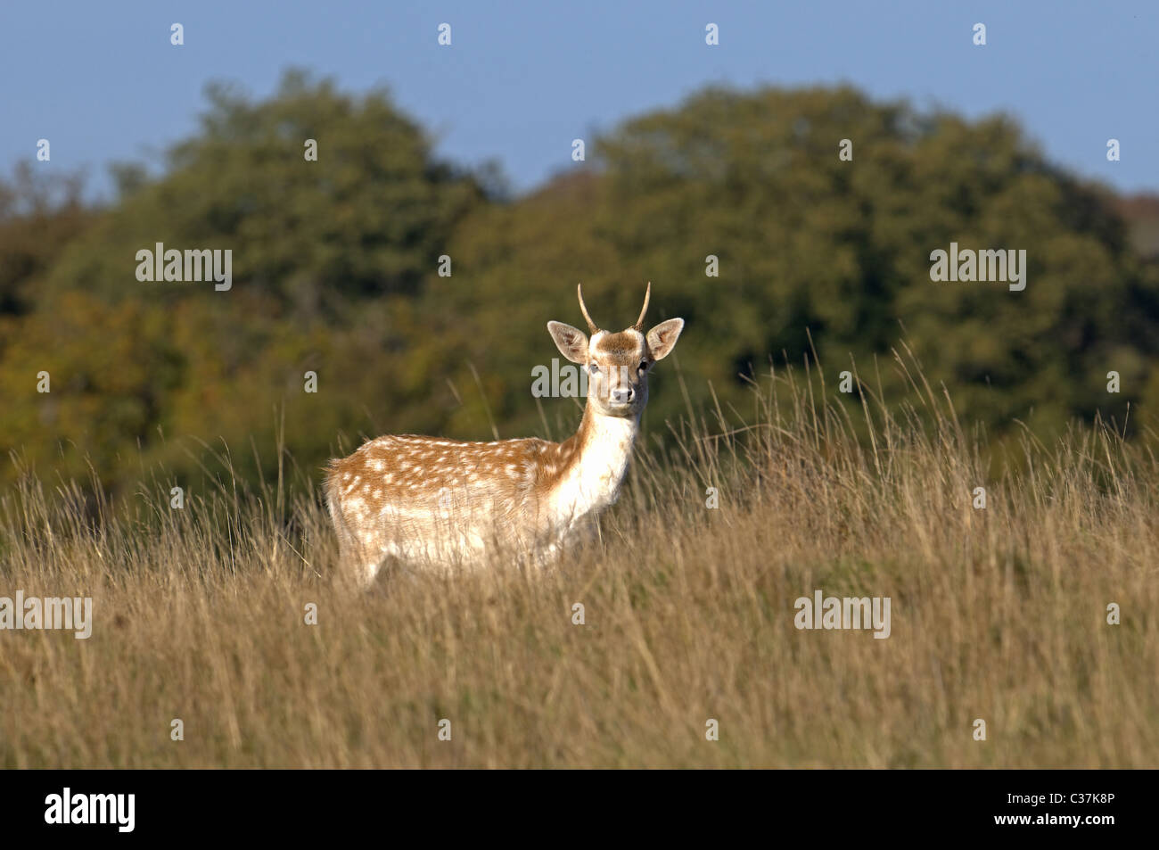 JUNGE MÄNNLICHE DAMHIRSCHE DAMA DAMA Stockfoto