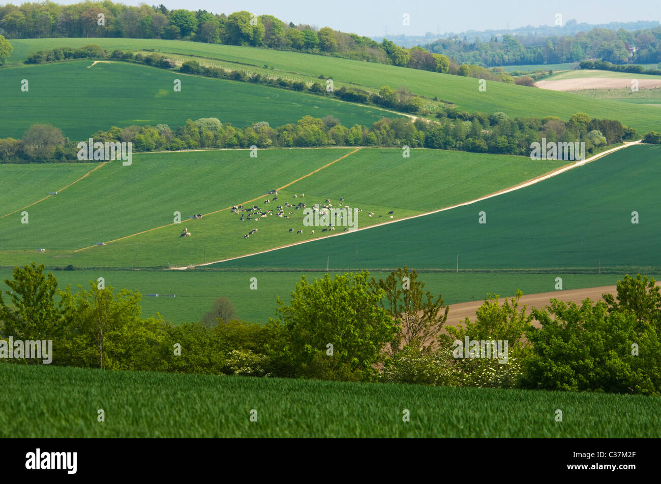 Blick auf Ackerland in der malerischen Hügellandschaft, Meon Valley, Hampshire, Großbritannien Stockfoto