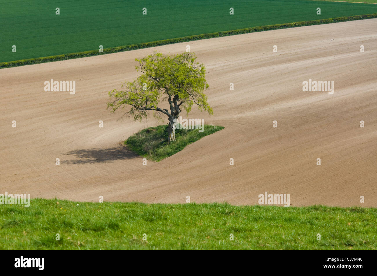 Einsamer Baum auf Ackerland in der malerischen Hügellandschaft, Meon Valley, Hampshire, Großbritannien Stockfoto