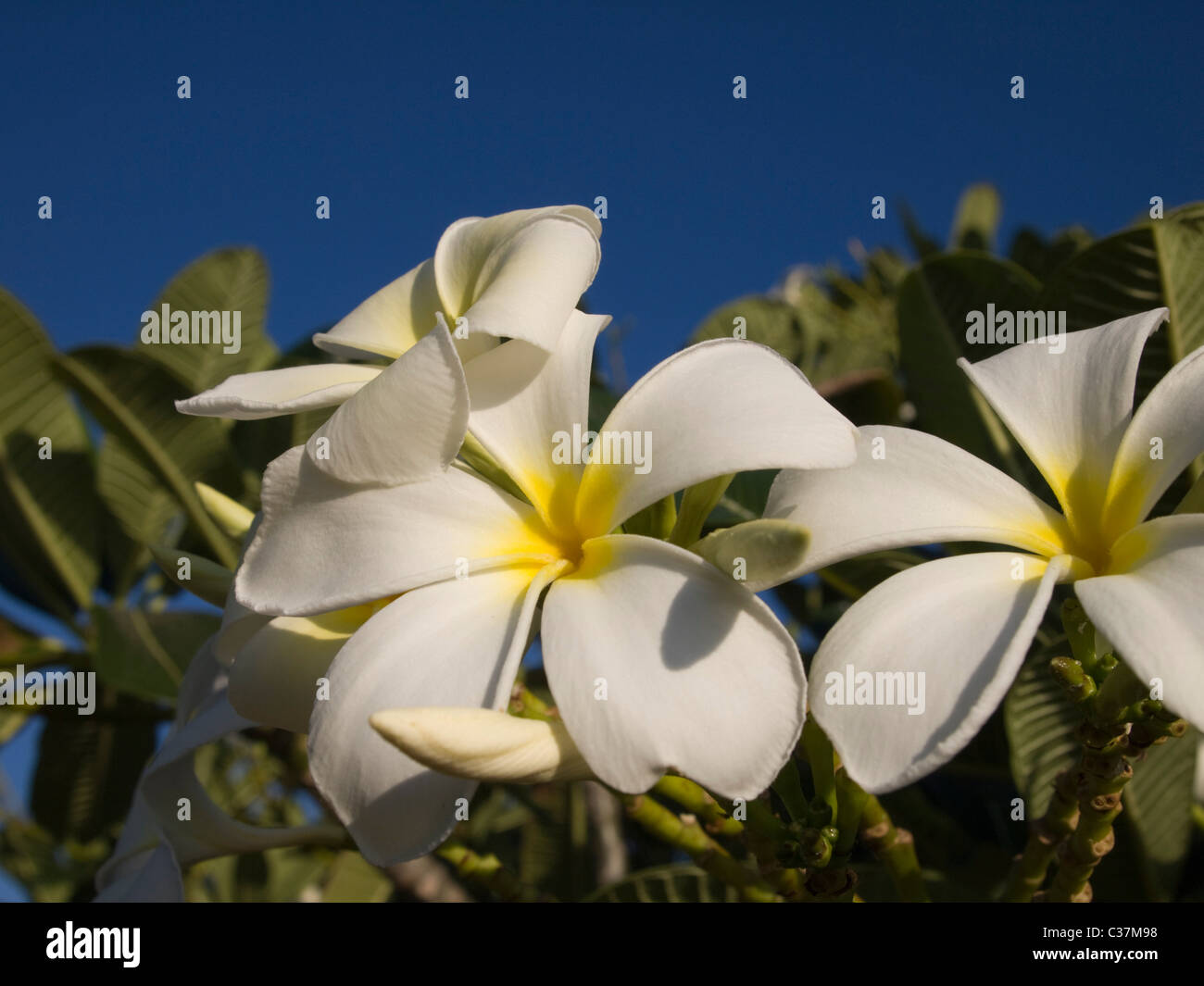 Frangipani-Bäumen und Blumen Stockfoto