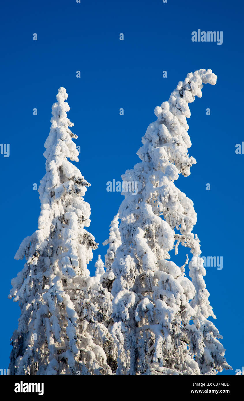 Blick auf schneebedeckte Fichten ( Picea Abies ) Baumkronen im Taiga-Wald, Finnland Stockfoto