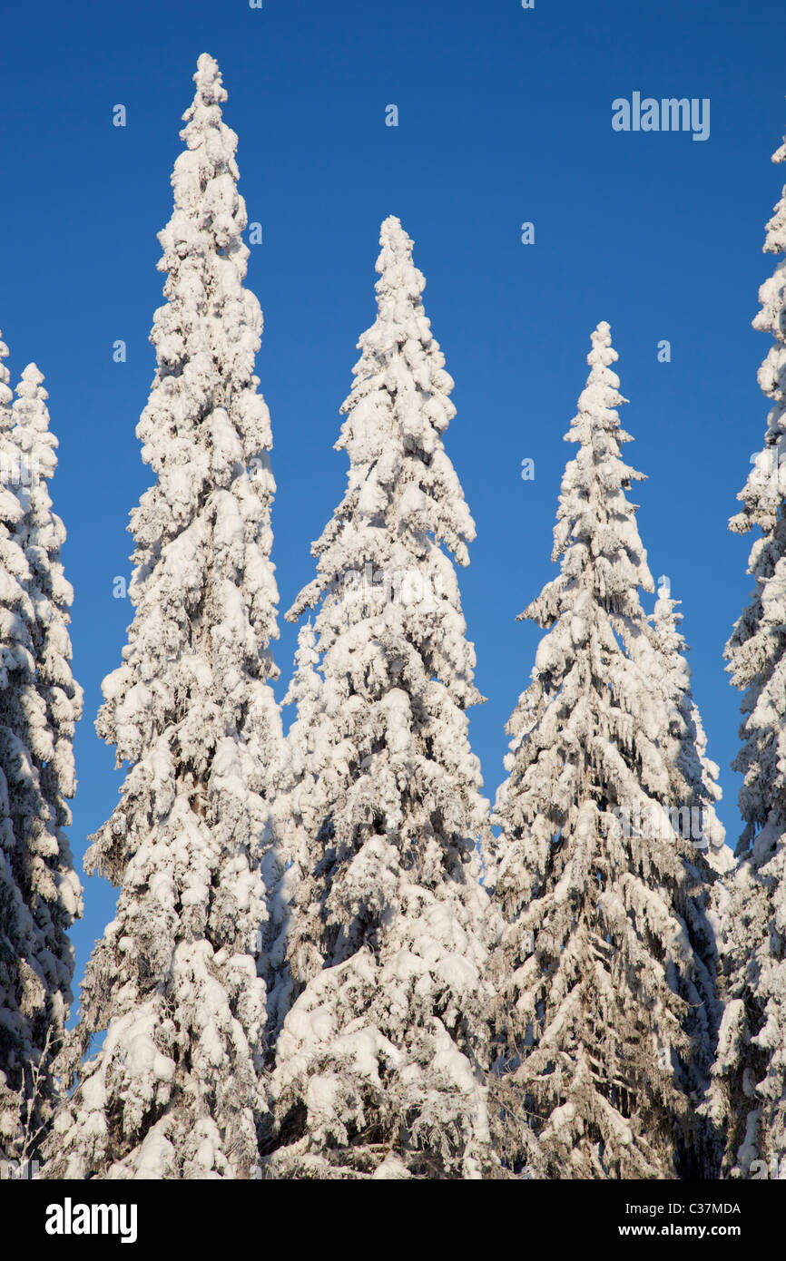 Blick auf schneebedeckte Fichten ( Picea Abies ) Baumkronen im Taiga-Wald, Finnland Stockfoto