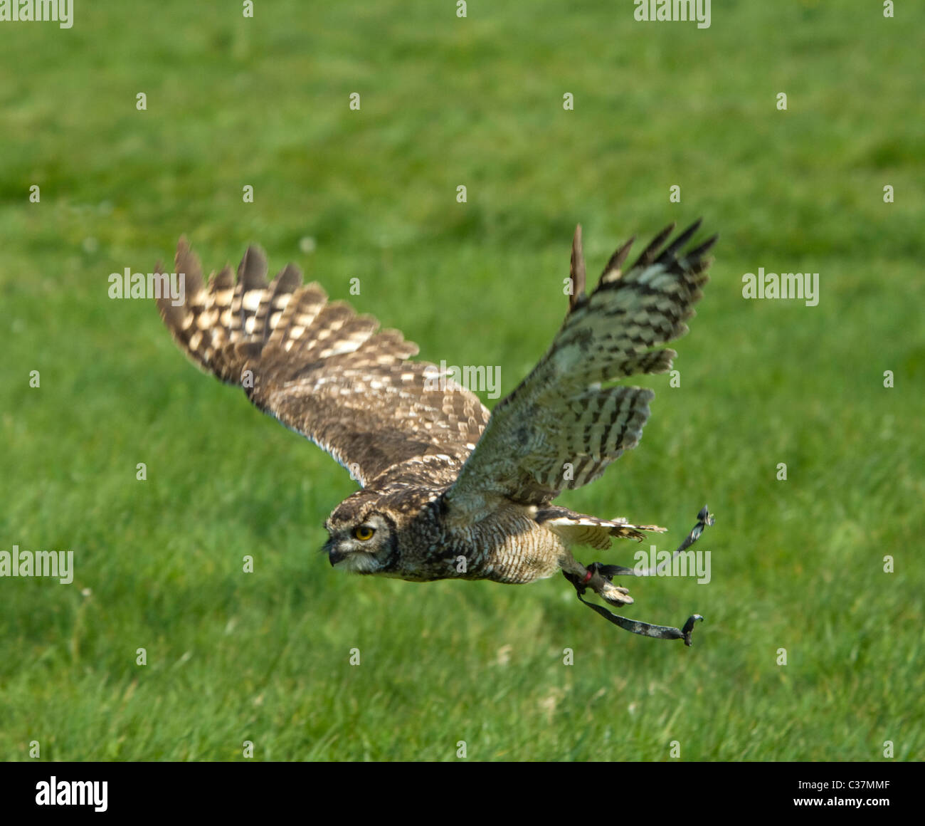 Afrikanische entdeckten Uhu (Bubo Africanus) in Gefangenschaft Stockfoto