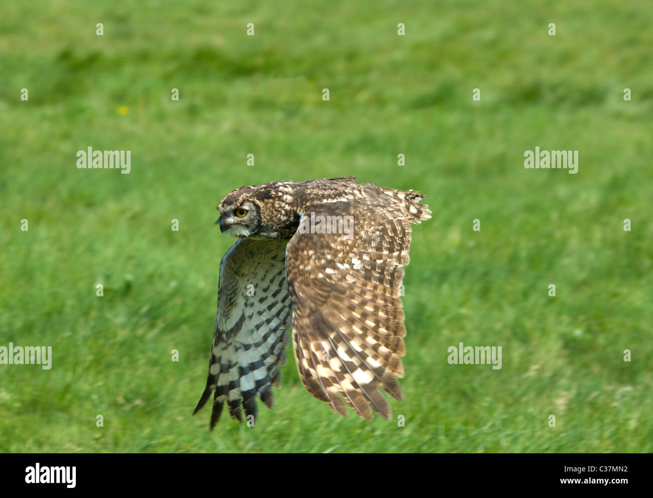 Afrikanische gefleckte Uhu (Bubo africanus) im Flug Stockfoto