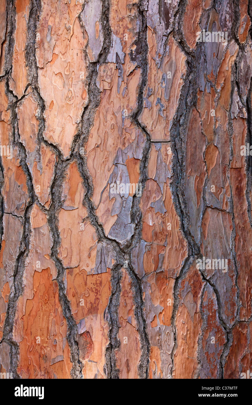 In der Nähe der Rinde einer Pinie (Pinus pinea), Italien Stockfoto