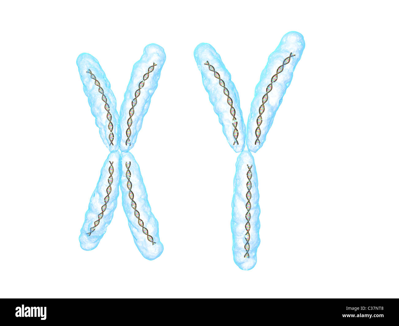 X - Chromosom, y - Chromosom Stockfoto