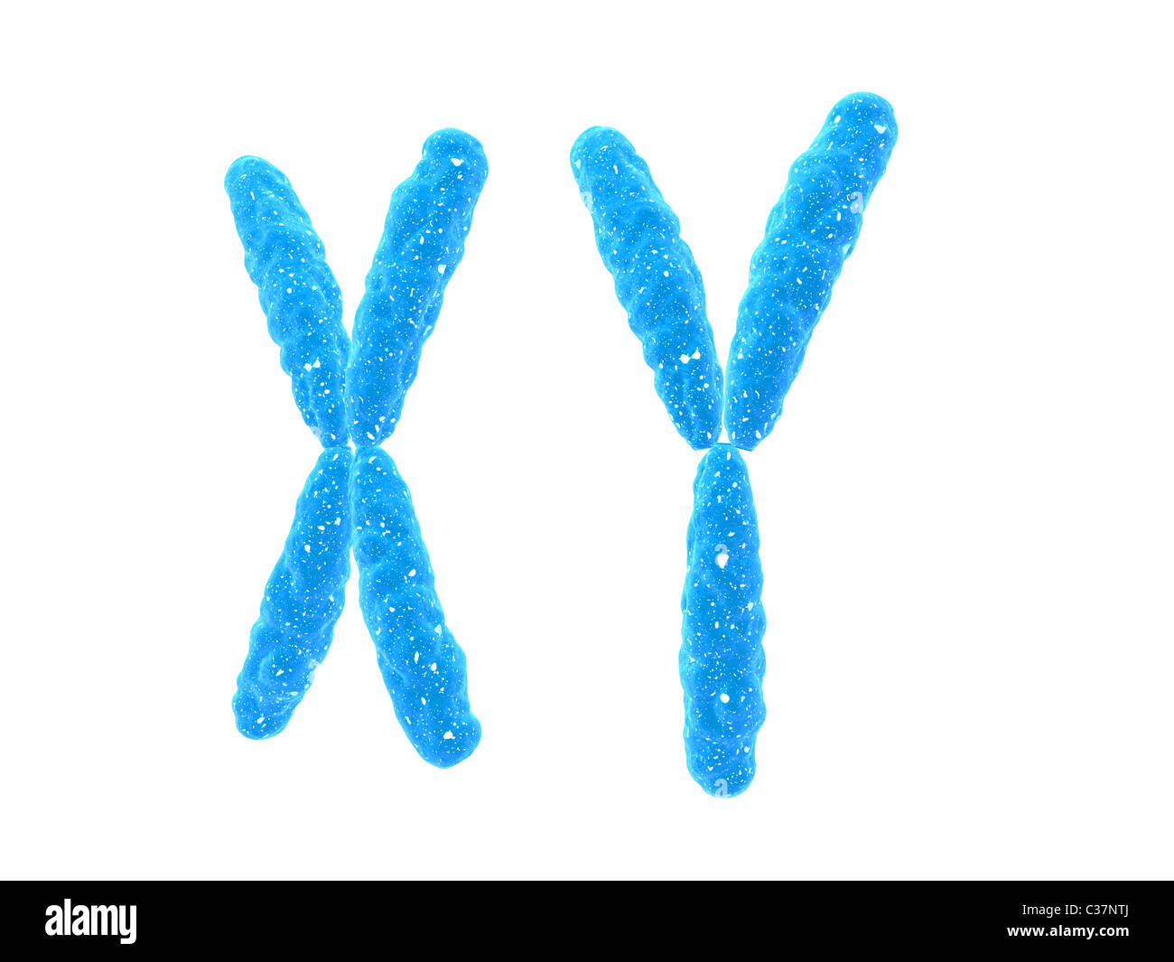 X - Chromosom, y - Chromosom Stockfoto