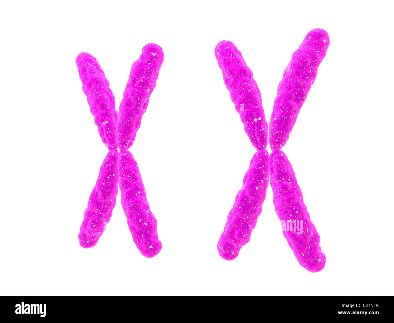 X - Chromosom Stockfoto