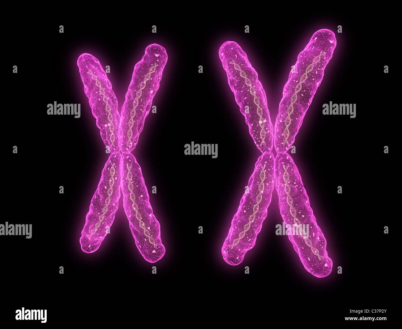 X - Chromosom Stockfoto