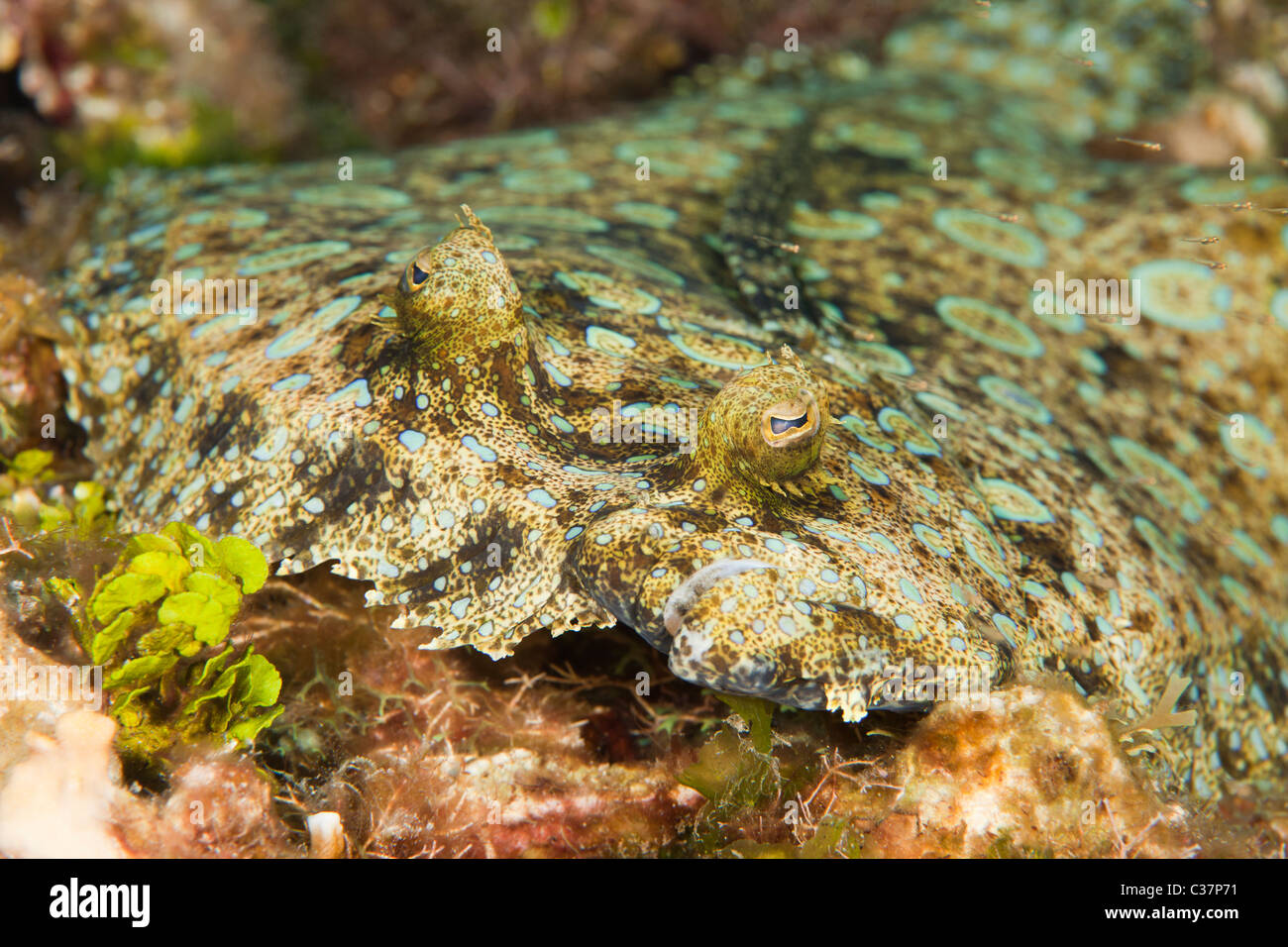 Peacock Flunder (Bothus Lunatus) an einem tropischen Korallenriff abseits der Insel Roatan, Honduras. Stockfoto