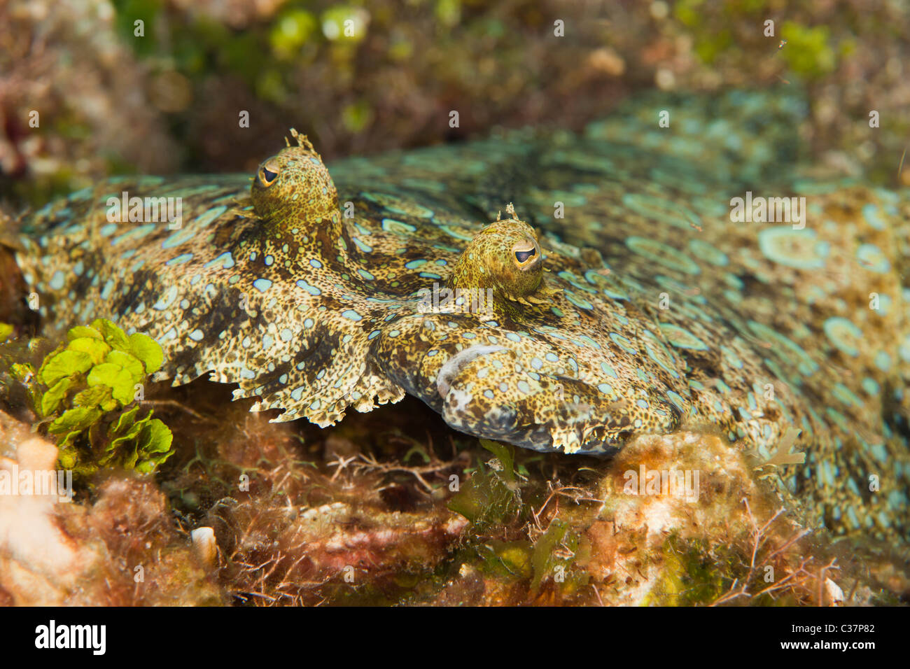 Peacock Flunder (Bothus Lunatus) an einem tropischen Korallenriff abseits der Insel Roatan, Honduras. Stockfoto